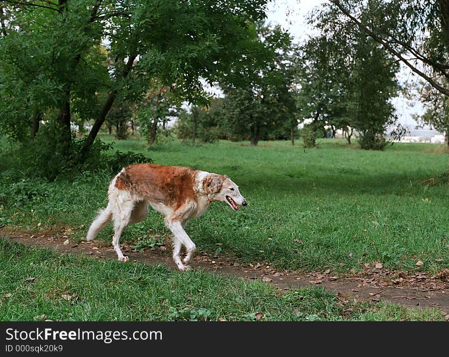 Borzoi dog walking in the field.