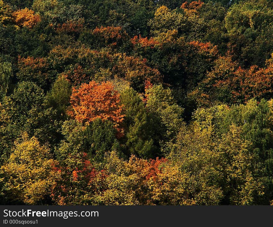 Mixed forest at autemn. Mixed forest at autemn