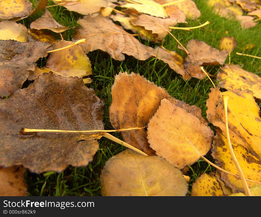 Yellow Leaves