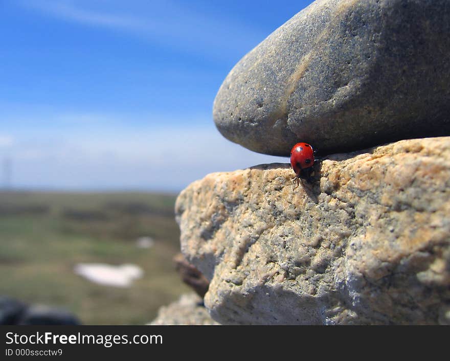 Traveling ladybug 1