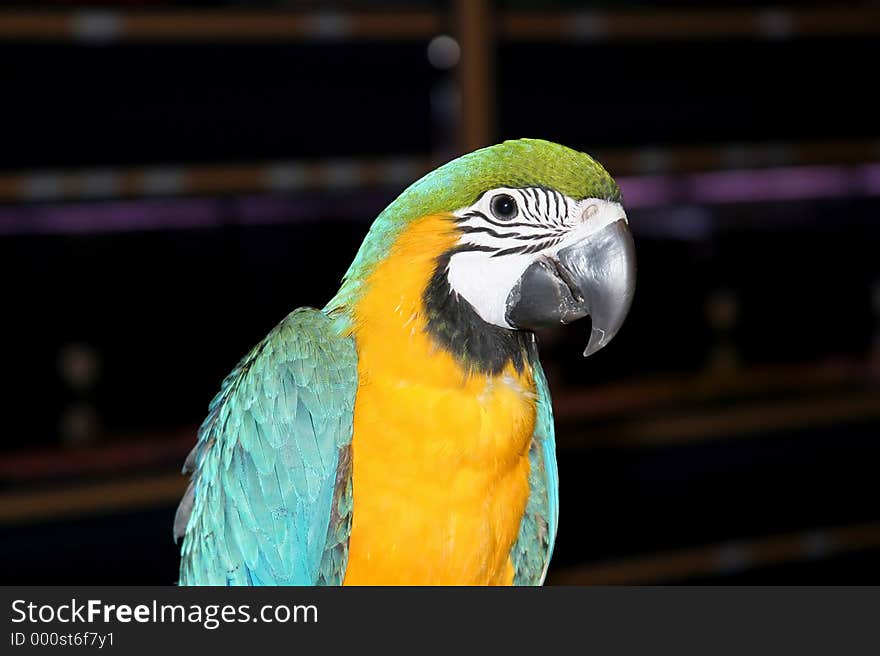 Beautiful, colorful, green and yellow pet parrot sitting on a perch staring straight at camera with one wide eye. Beautiful, colorful, green and yellow pet parrot sitting on a perch staring straight at camera with one wide eye