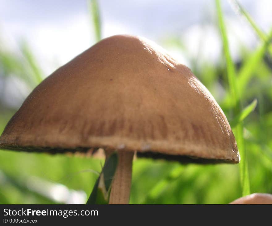 Macro of a toadstool