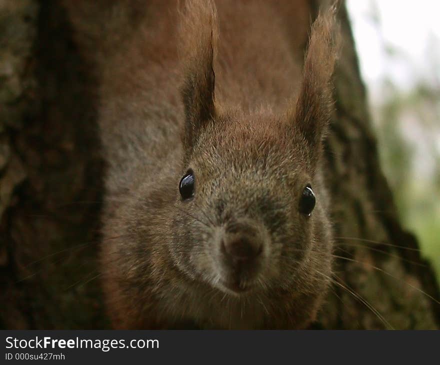 A closeup of a red squirrel hanging from the tree. A closeup of a red squirrel hanging from the tree