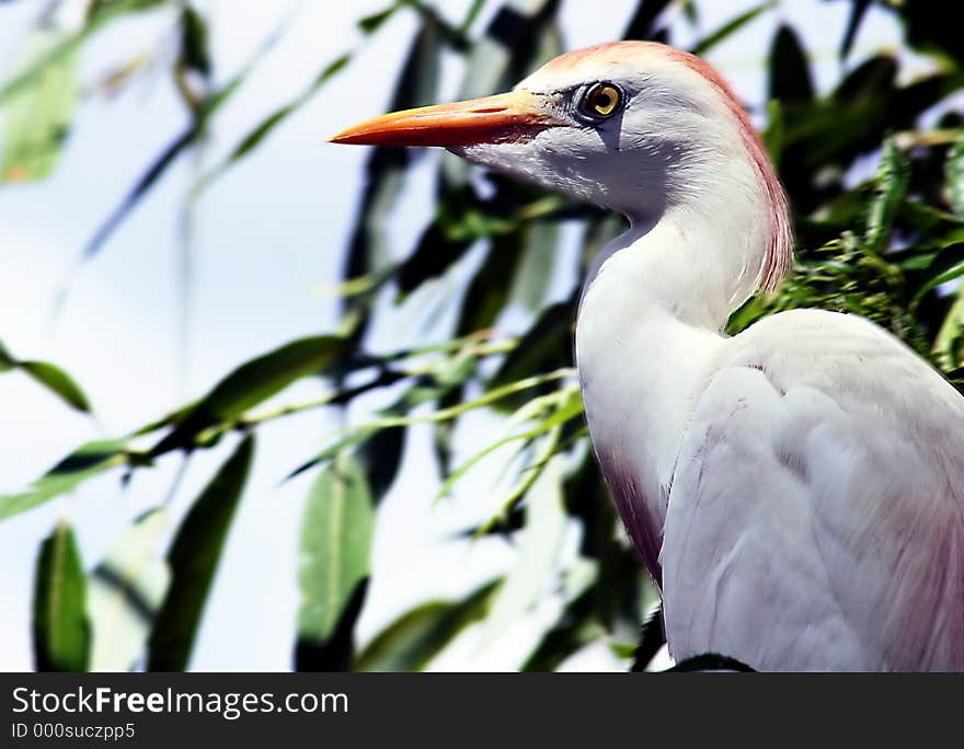 Tropical bird