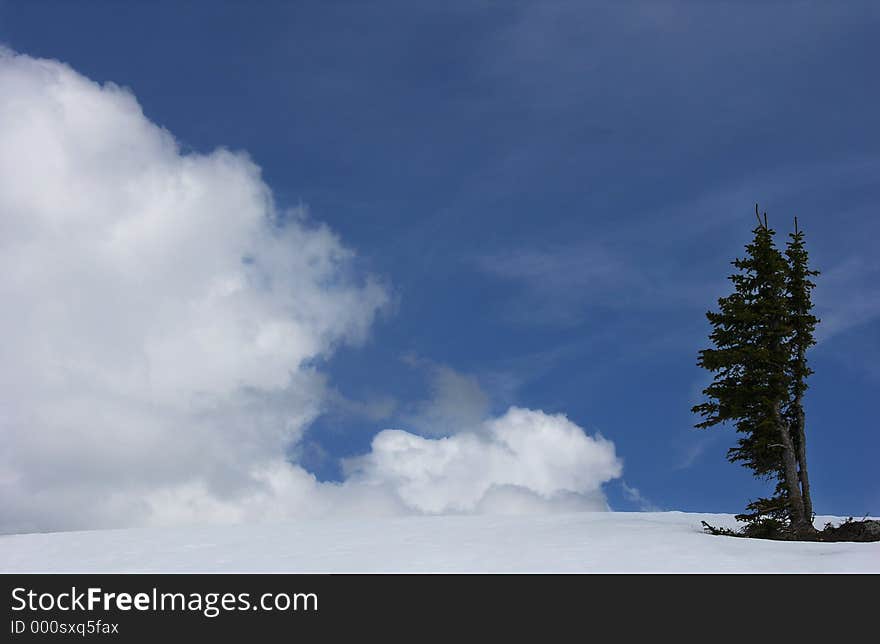 Landscape of two trees with clouds in winter