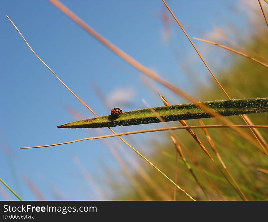 Macro picture of a ladybug from drakensburg, south africa