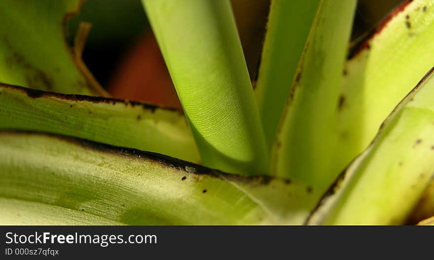 Details Of A Little Banana Tree