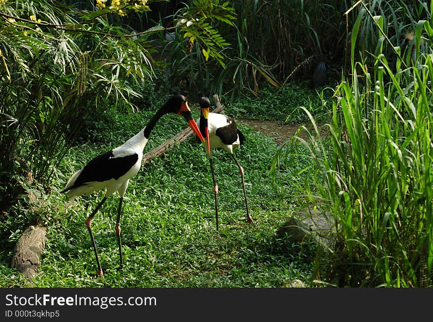 Birds of our world series