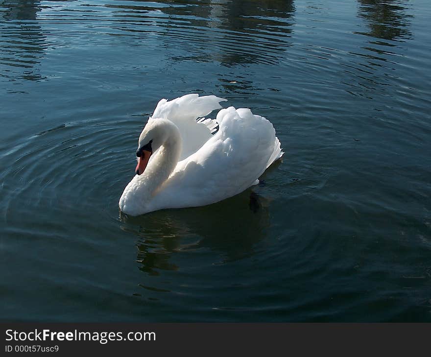 Swan