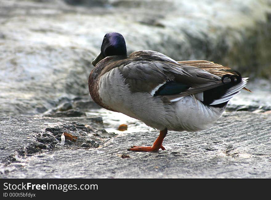 Lonely Duck