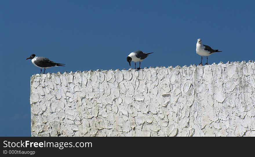 Three sea gulls sitting on a wall. Three sea gulls sitting on a wall...