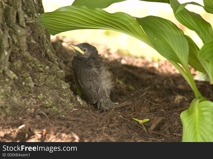 Finding Shade