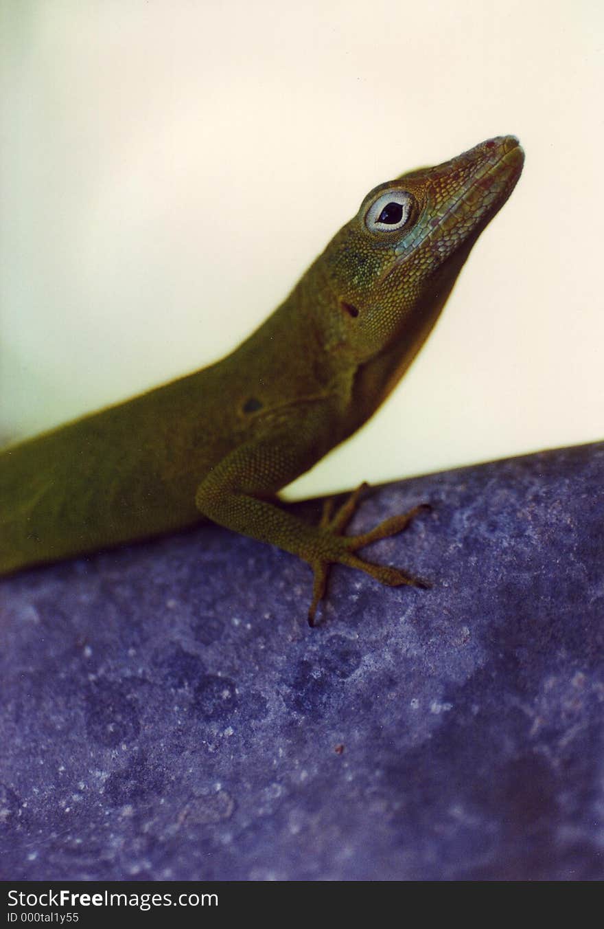 Little lizard on a wall (Guadeloupe, carribean)