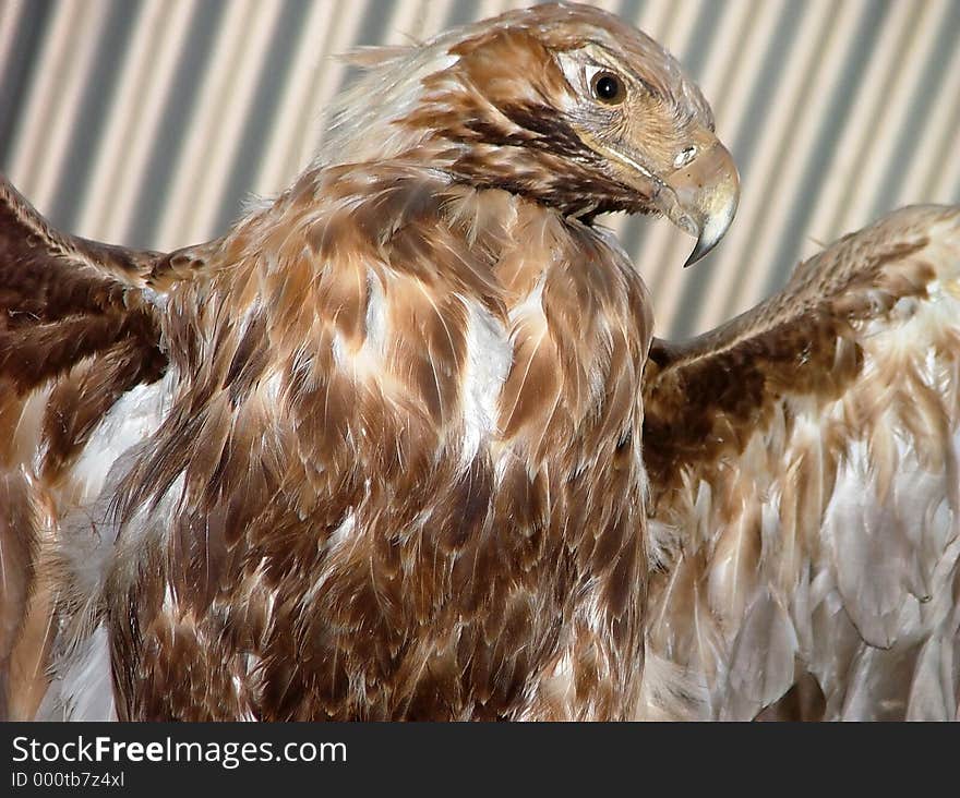 Large bird of prey. Large bird of prey