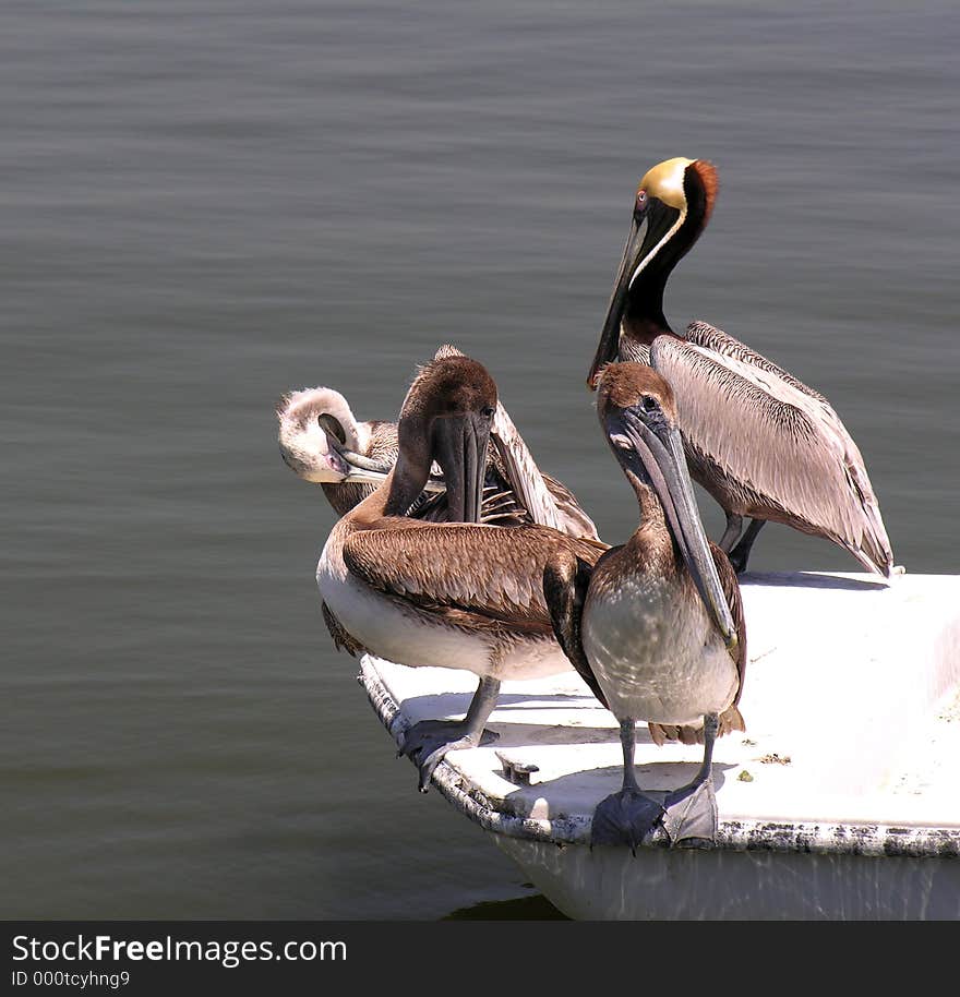 Pelicans