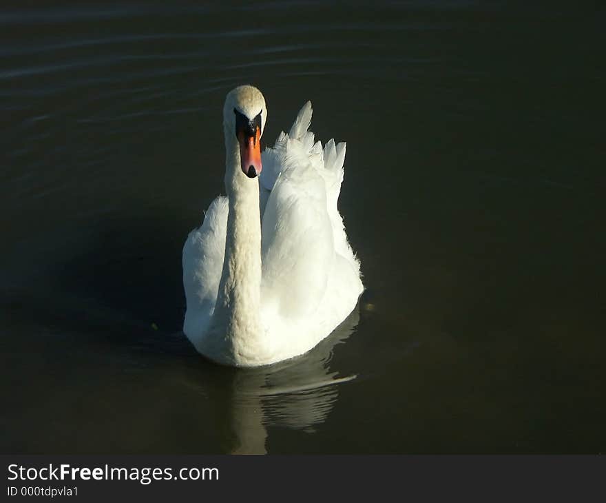 Swan