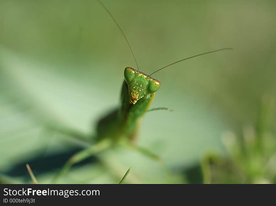 Close up of a preying mantis head
