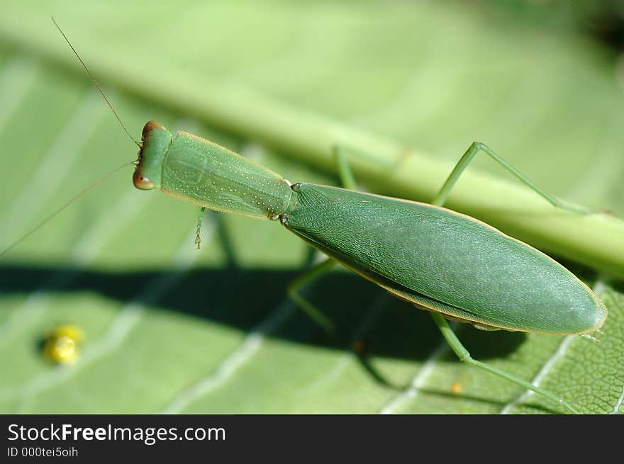 Preying mantis macro