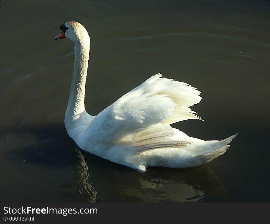 Swan