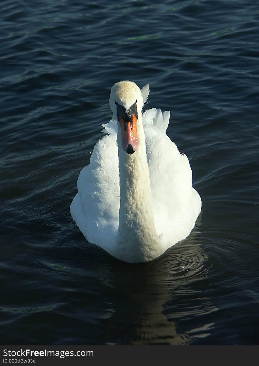 Swan