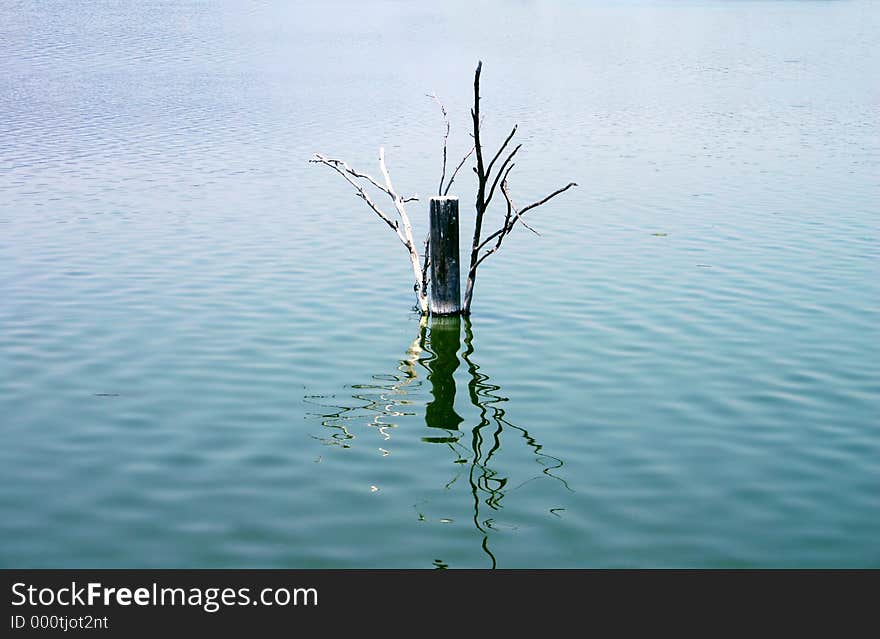 A wood knot reflected in the calm waters of a lake. A wood knot reflected in the calm waters of a lake.