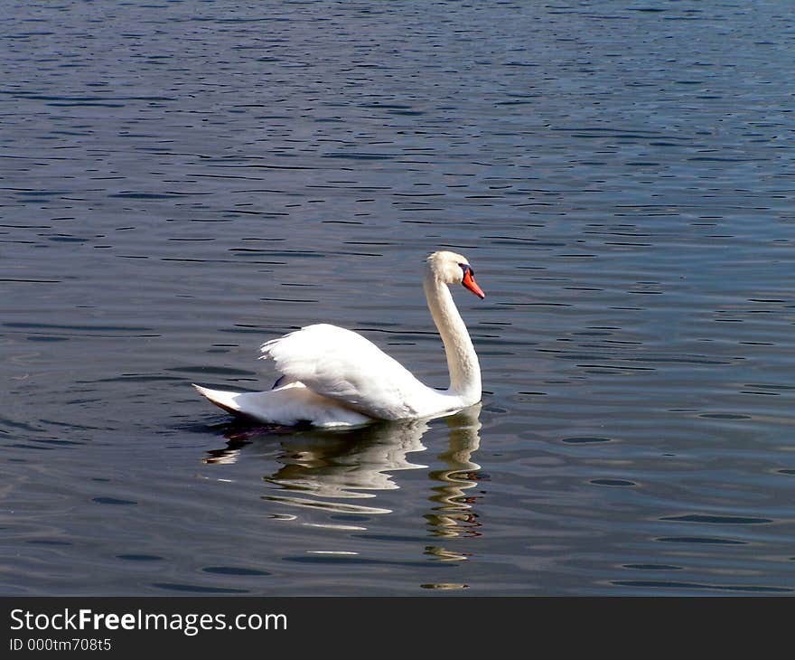 A swan swimming on a lake