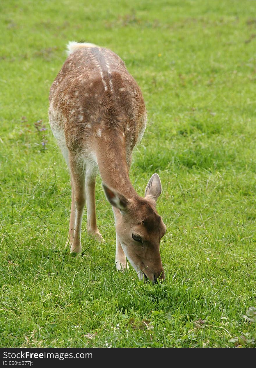 A grazing deer