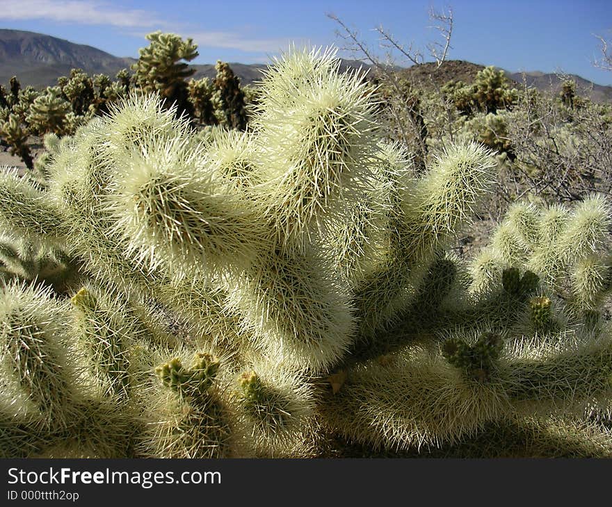 Extreme close-up of a cholla patch. Joshua Tree National Park. Extreme close-up of a cholla patch. Joshua Tree National Park.