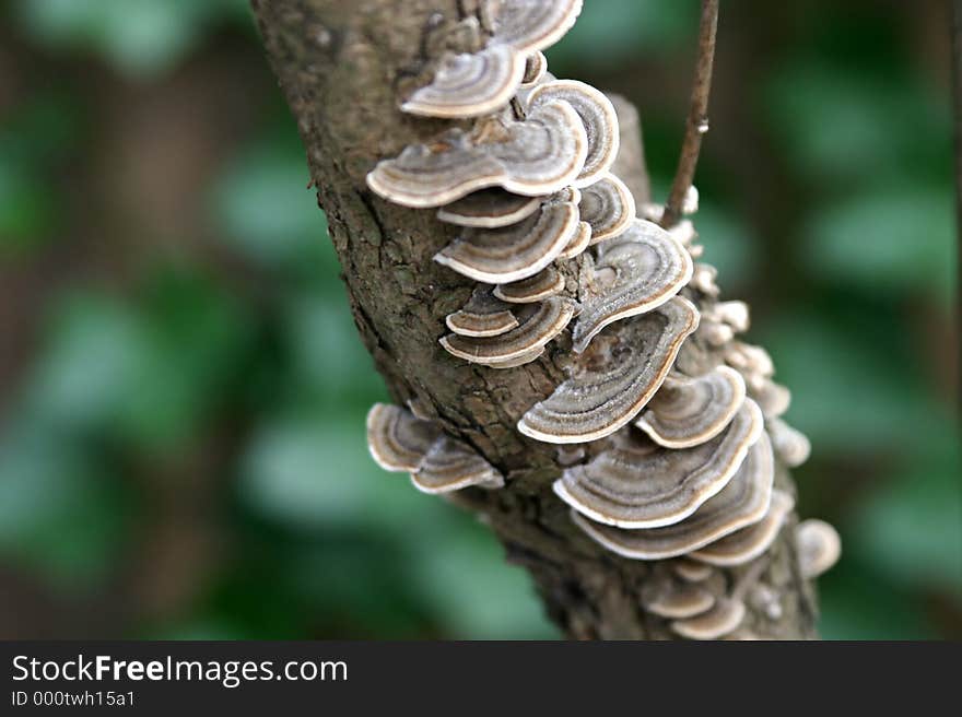 Lacy Tree Fungus 2