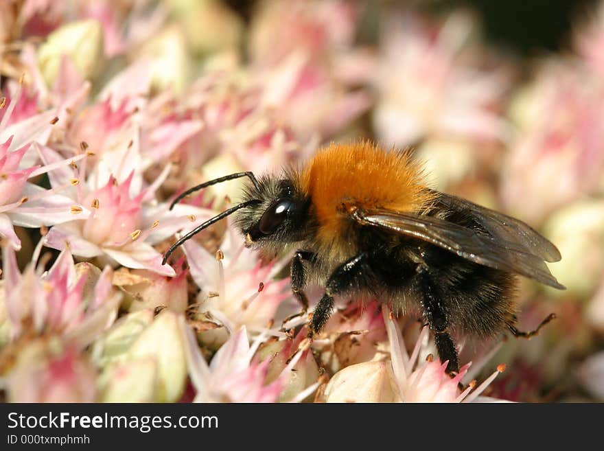 Bumblebee on sedum