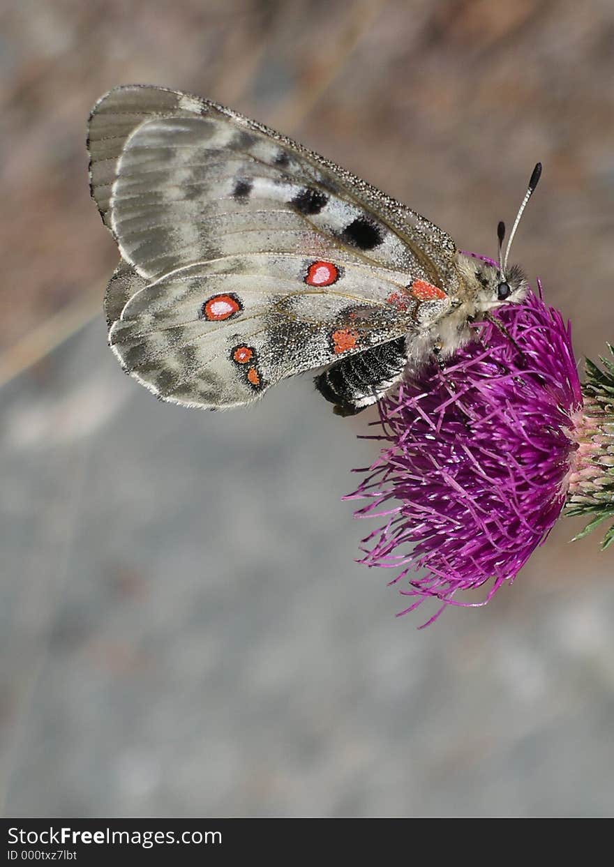 Butterfly on flower