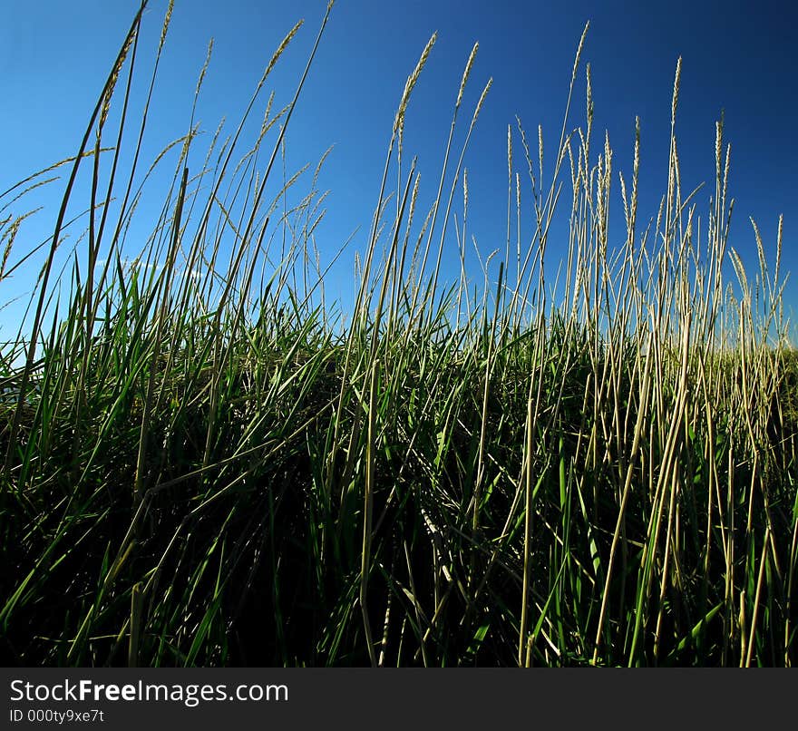 Green grass and yellow straws against a clear blue sky