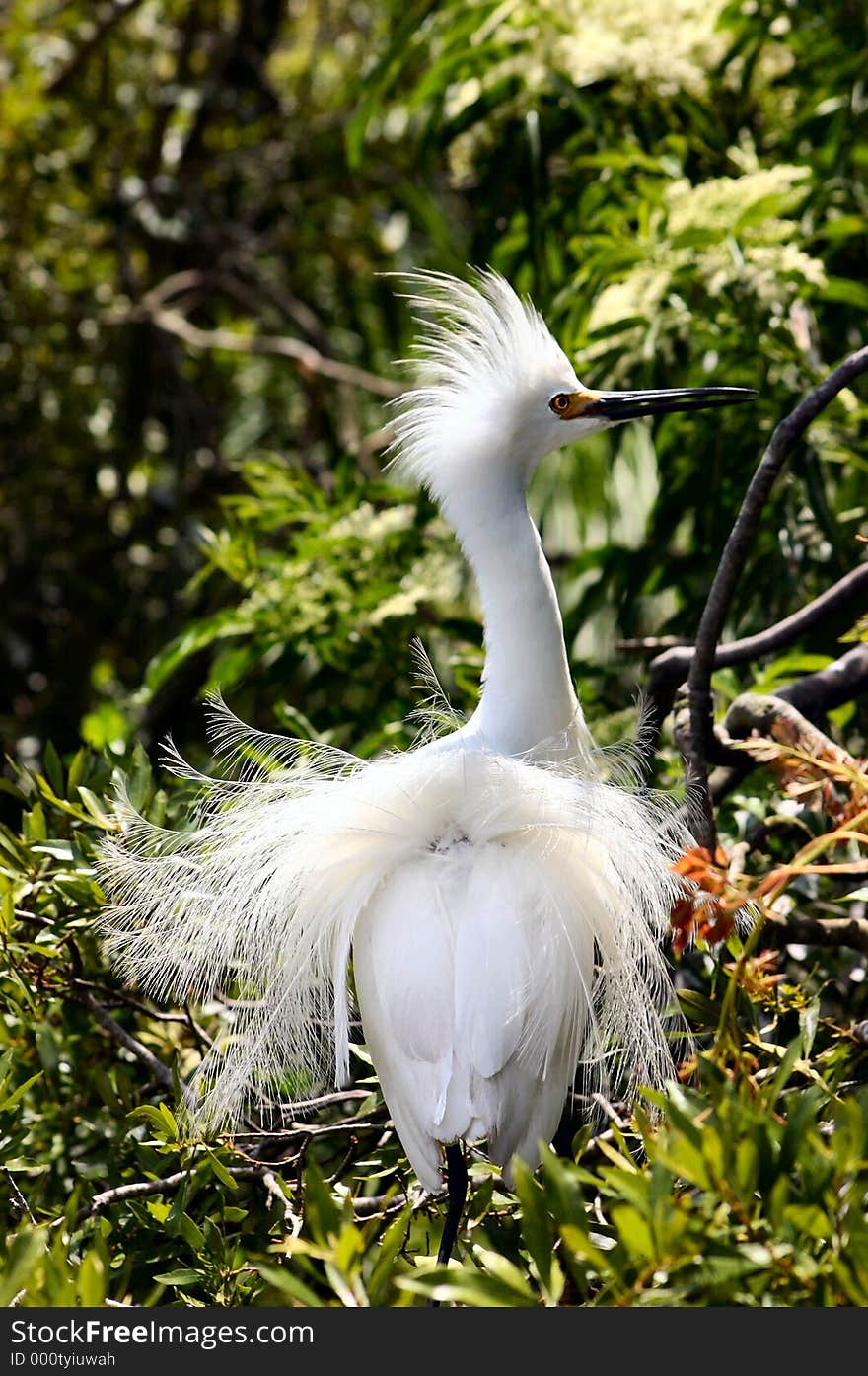 Egret in full breeding plumage. Egret in full breeding plumage