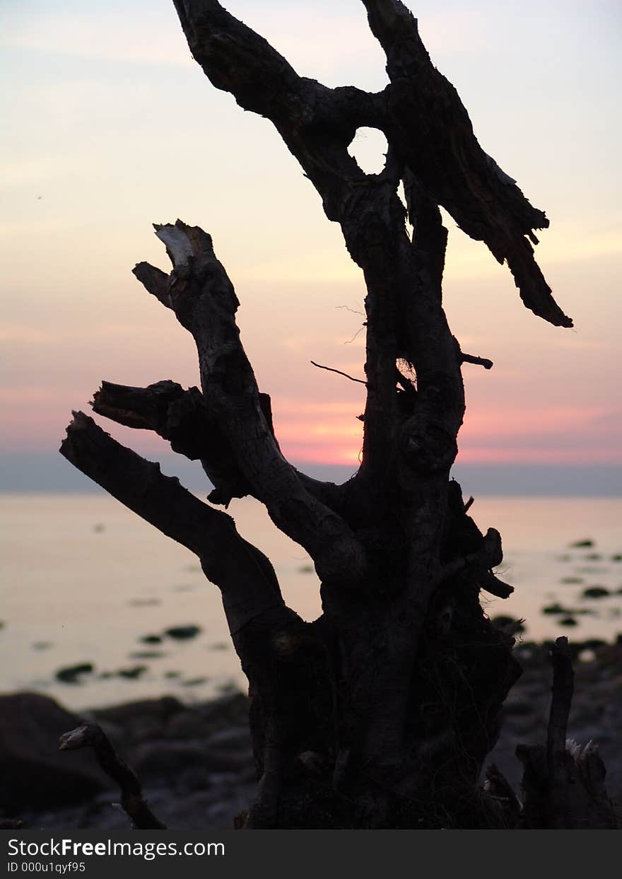 Snag on the beach