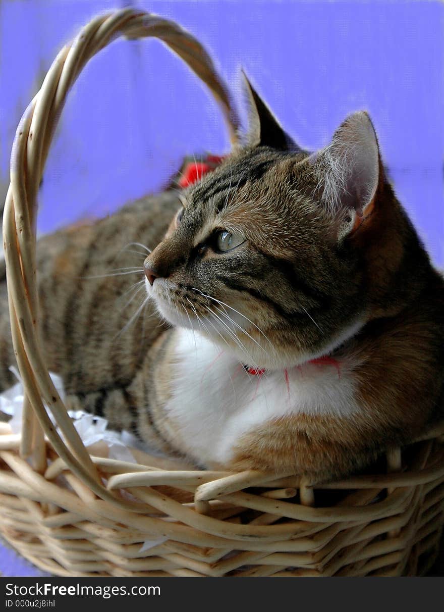 Image of kitten in basket. Taken indirect sunlight. Airbrushed background color.