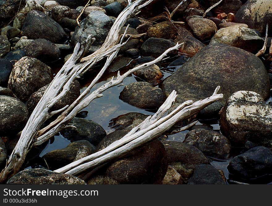 Dead branch on a dried creek