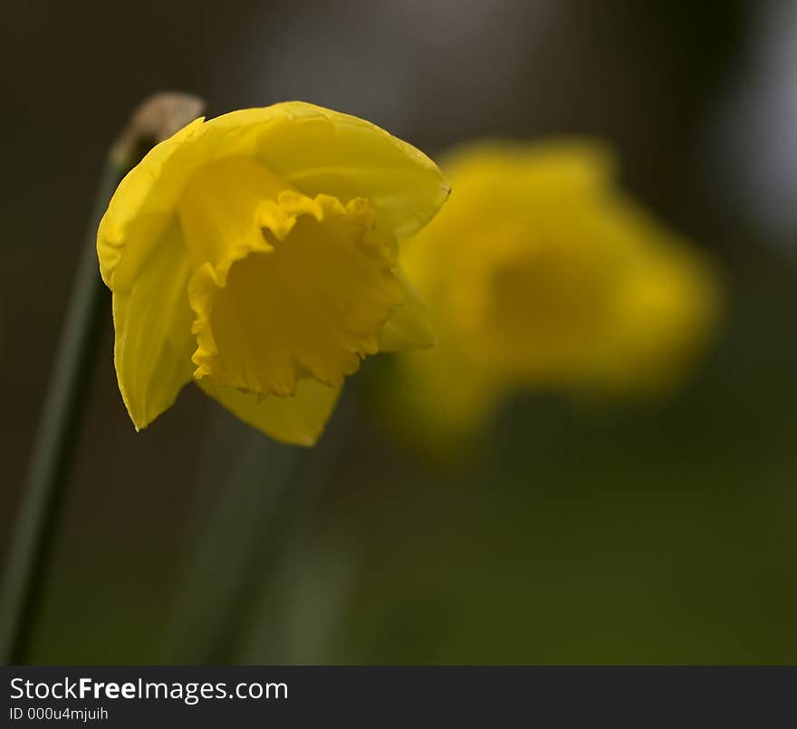 One daffodil close up