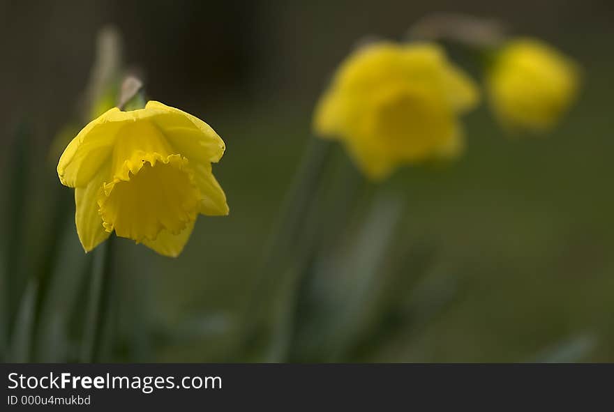 Three Daffodils with one in focus