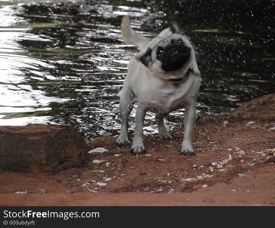 A pug shaking the water out of its fur after a swim. A pug shaking the water out of its fur after a swim.