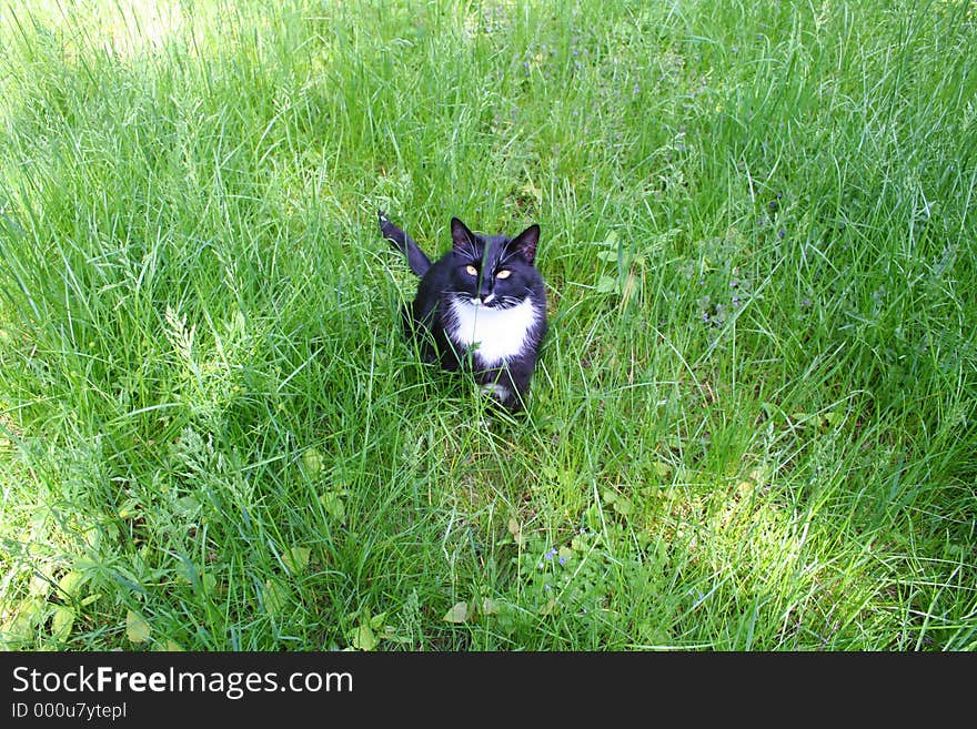 A cat sitting in the grass looking at you. A cat sitting in the grass looking at you.