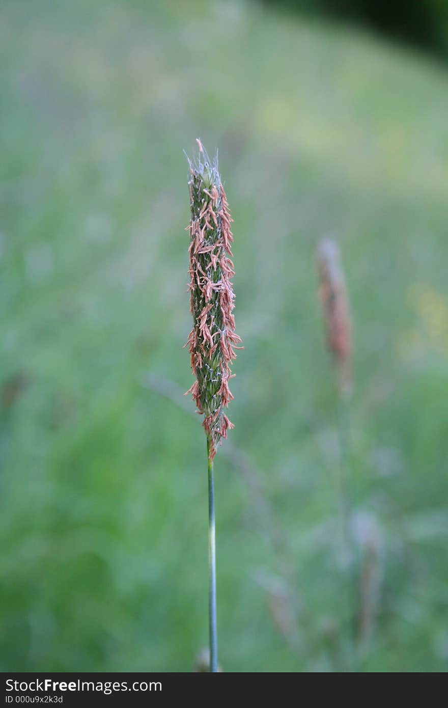 Blade of Grass