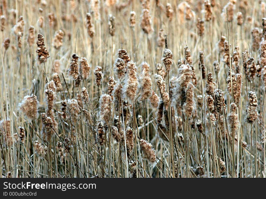 Cattails