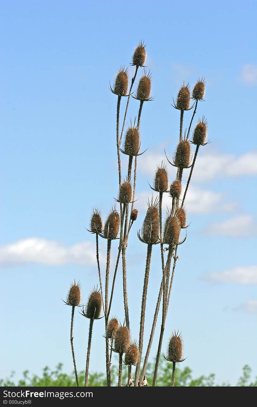 Wilde thorny thistle against blue sky with clouds. Wilde thorny thistle against blue sky with clouds