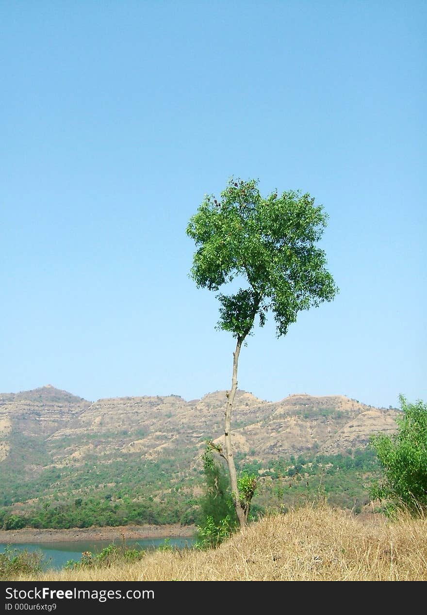 A Lone Tree