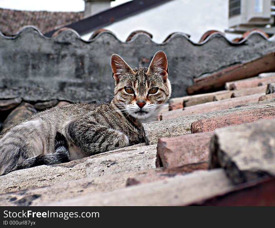 Queen of Roofs