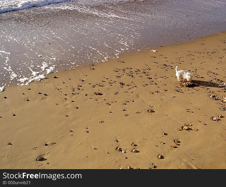 Dog on the beach