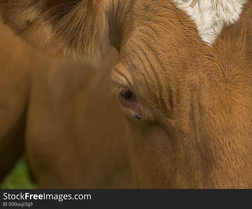 Cows head close up