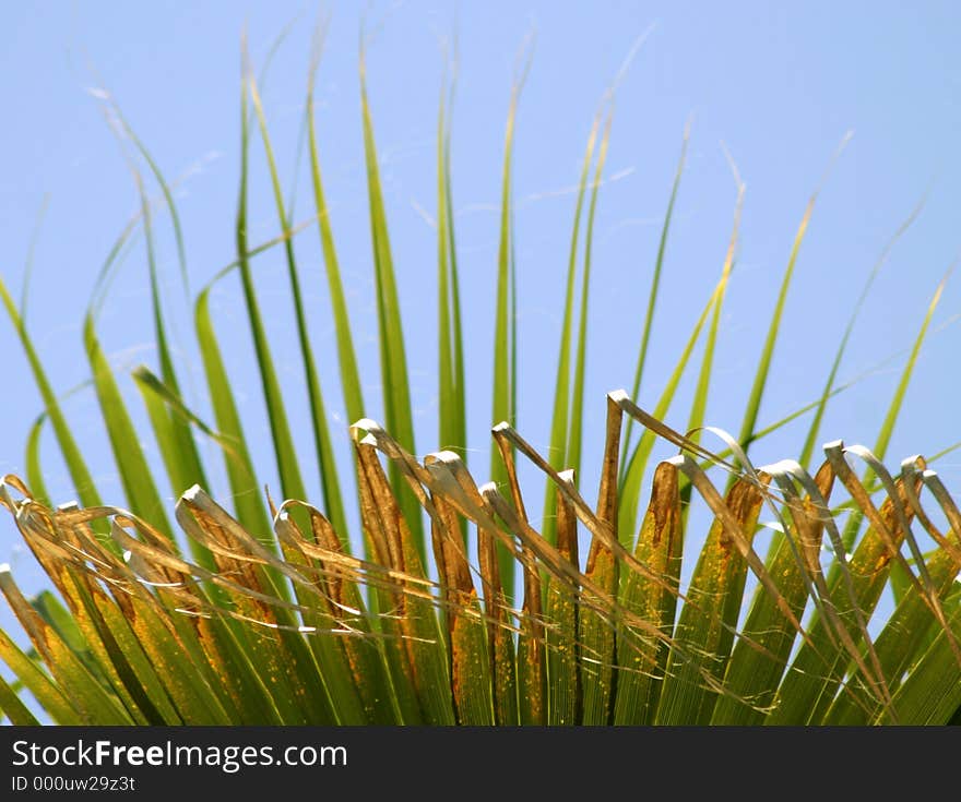 Palm Leaves 2