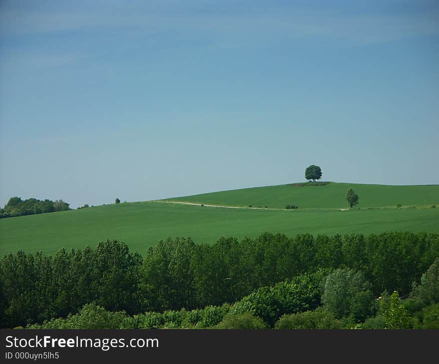 Lonely tree on the hill