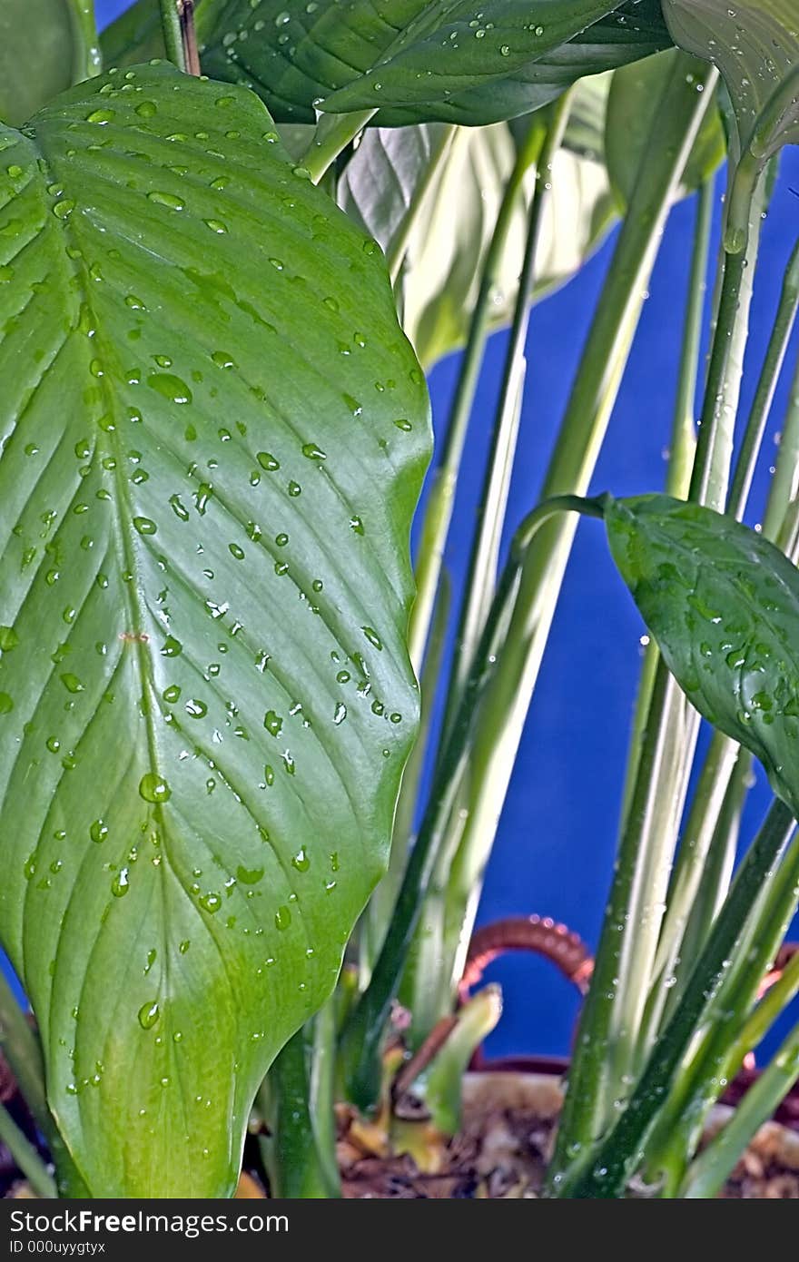 Wet plant on blue with big leafs